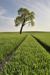 Krajobraz wiejski, młode zboże © janmiko