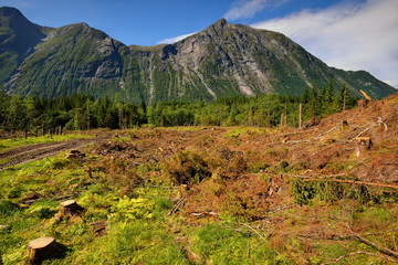 Norwegia , wyrąb lasu, krajobraz wiejski