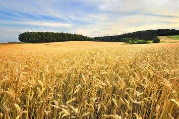 Krajobraz wiejski, dojrzewanie zboża © janmiko