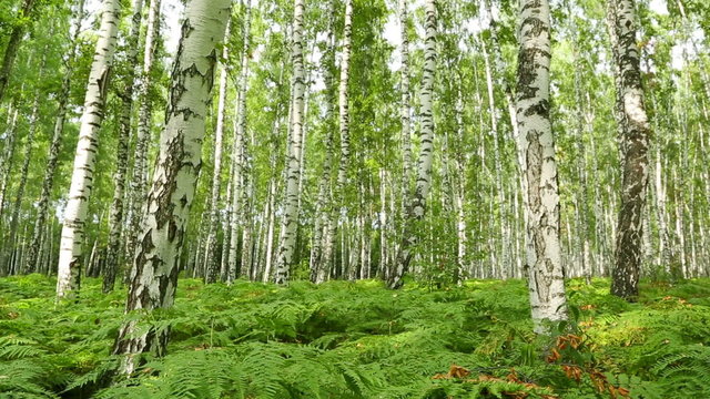 nice summer birch forest - slider dolly shot 