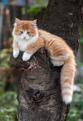 Kitten sitting in a tree