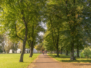 Baumallee im Stadtpark Magdeburg