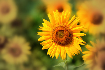 nice sunflower on field
