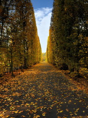 Jesień w parku, Gdańsk Oliwa, parkowa alejka © janmiko