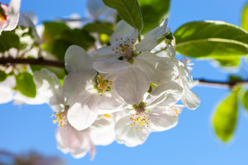 Apple tree flowers against the blue sky background
