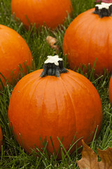 Organic Orange Pie Pumpkin