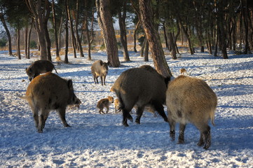 Krajobraz wiejski, dziki © janmiko