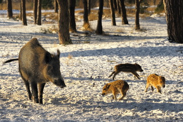 Krajobraz wiejski, dziki © janmiko