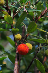 Les fruits de l'arbousier
