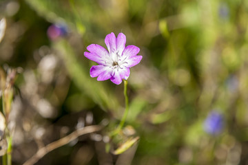 Fototapeta premium Purple Flower