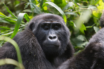 Naklejka premium Bwindi Impenetrable NP: 1. Gorilla Trekking