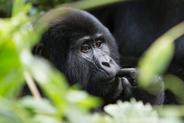 Naklejka premium Bwindi Impenetrable NP: 1. Gorilla Trekking