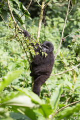 Bwindi Impenetrable NP: 1. Gorilla Trekking