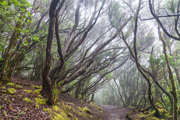 Rain Forest in Tenerife