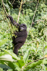 Bwindi Impenetrable NP: 1. Gorilla Trekking