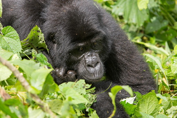 Bwindi Impenetrable NP: 1. Gorilla Trekking
