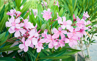 Oleander flowers