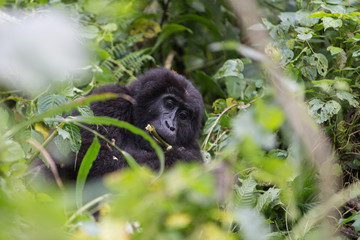 Bwindi Impenetrable NP: 1. Gorilla Trekking