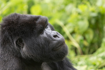 Vulcanoes NP: 2. Gorilla Trekking