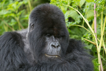 Vulcanoes NP: 2. Gorilla Trekking