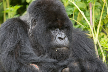Vulcanoes NP: 2. Gorilla Trekking