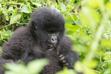 Vulcanoes NP: 2. Gorilla Trekking
