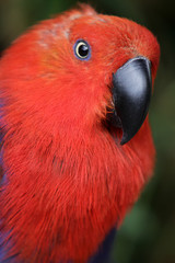 Edelpapagei (Weibchen)