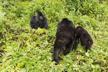 Fototapeta premium Vulcanoes NP: 2. Gorilla Trekking