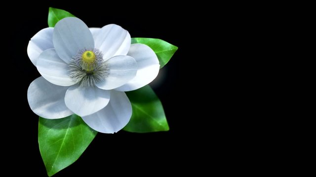growing magnolia flower time lapse with isolated mask