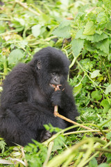 Vulcanoes NP: 2. Gorilla Trekking