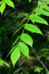 Young leaves of the walnut