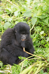 Vulcanoes NP: 2. Gorilla Trekking