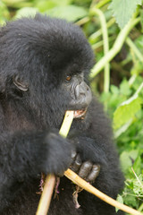 Vulcanoes NP: 2. Gorilla Trekking