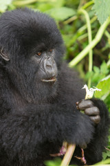 Vulcanoes NP: 2. Gorilla Trekking