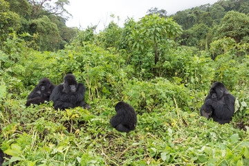 Vulcanoes NP: 2. Gorilla Trekking