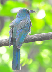 Blue-bearded Bee-eater