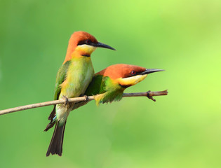 Bee Eater bird