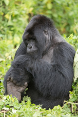 Vulcanoes NP: 2. Gorilla Trekking