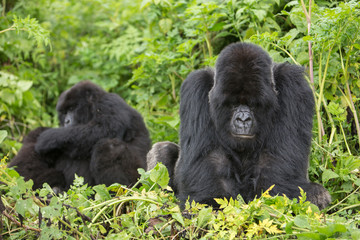 Vulcanoes NP: 2. Gorilla Trekking