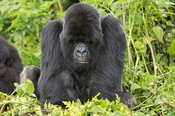 Vulcanoes NP: 2. Gorilla Trekking