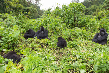 Vulcanoes NP: 2. Gorilla Trekking