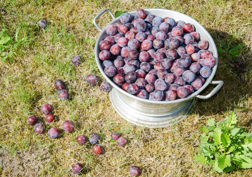 Bucket full of freshly picked plums