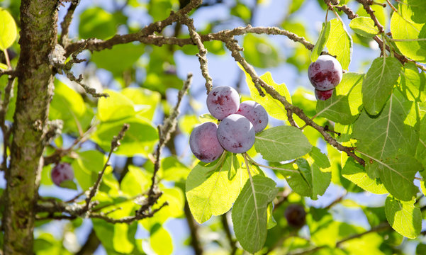 Blue plums on tree