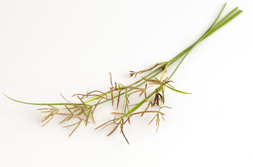 Nut grass, Purple nutsedge, Nutsedge