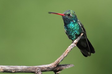Broad-billed Hummingbird (Cynanthus latirostris)