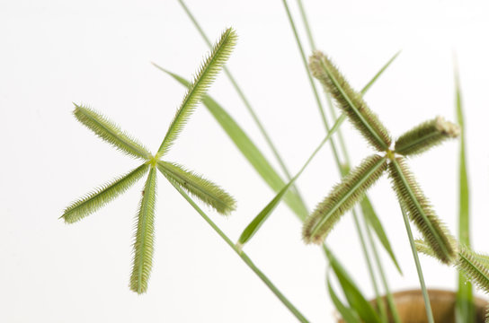 Beach wiregrass, Crowfoot grass, Ya pak khwae (thai name)