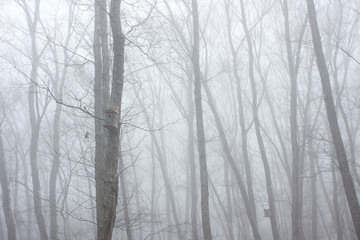 霧の森　軽井沢