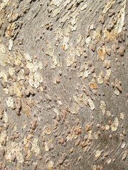eucalyptus tree bark texture background image