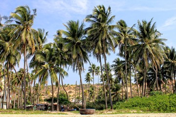 Fototapeta na wymiar Coconut beach vietnam
