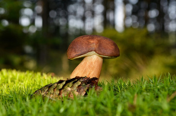 mushroom on moss in forest